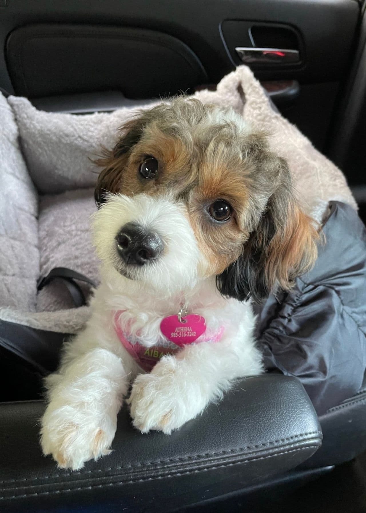 Pet travel photo 2