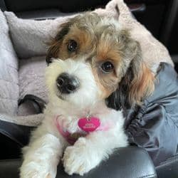 Furbaby travel