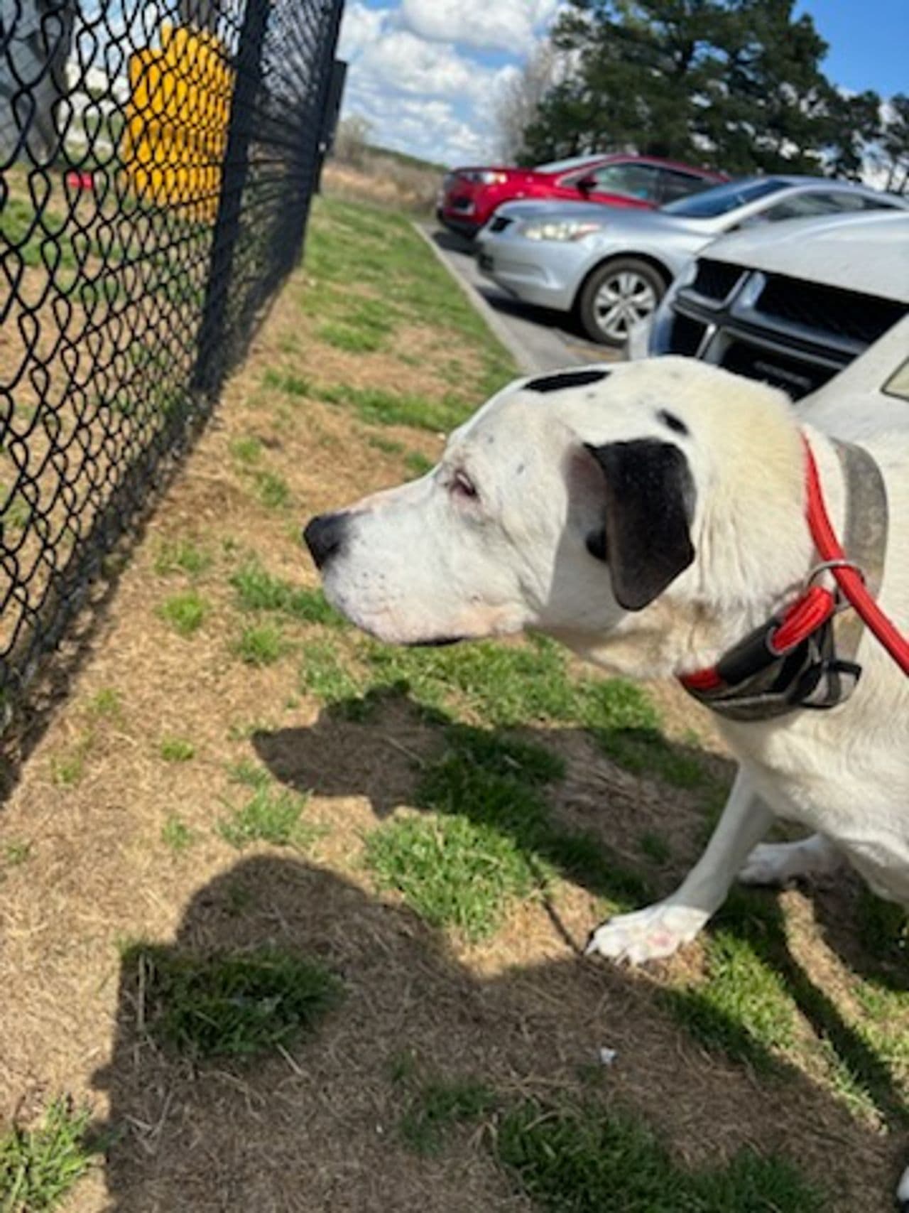 Pet travel photo 6