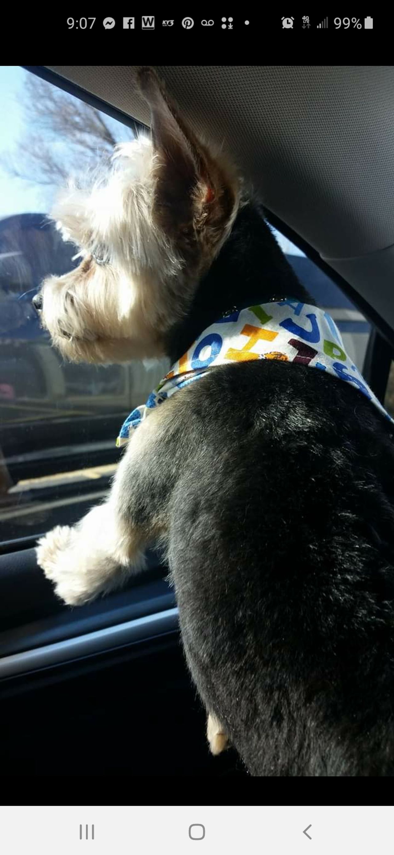 Pet travel photo 4