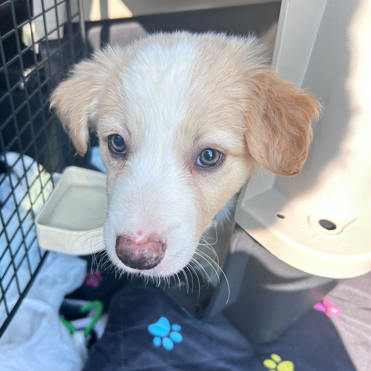 Pet travel photo 3