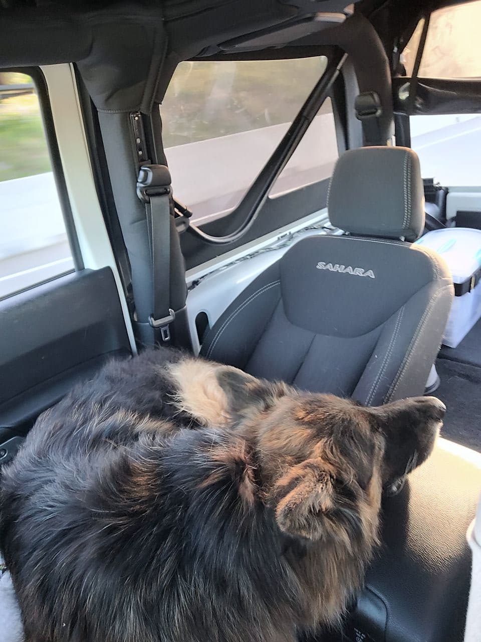 Pet travel photo 1