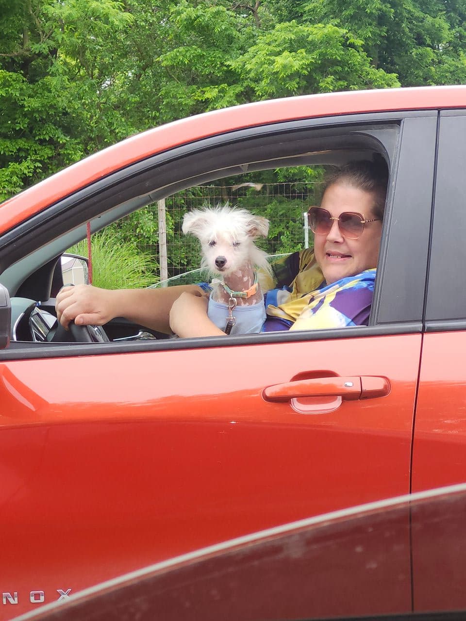 Pet travel photo 3