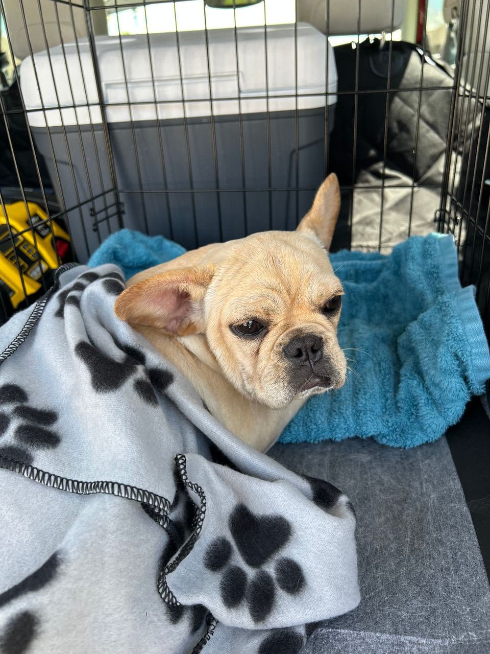 Pet travel photo 1