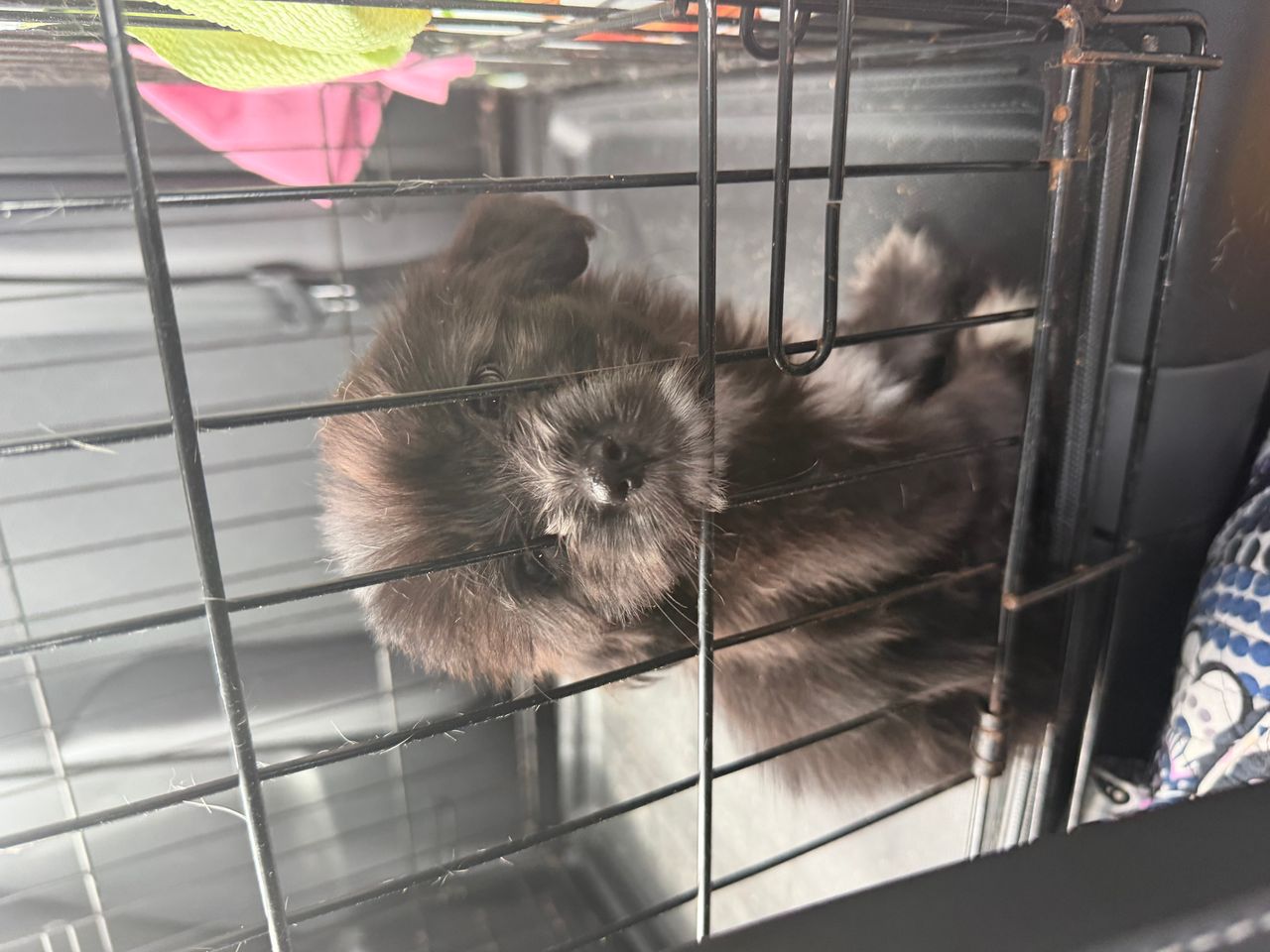 Pet travel photo 1