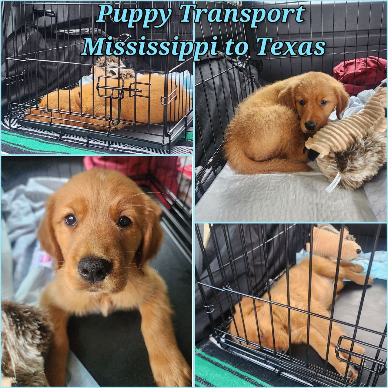 Pet travel photo 3