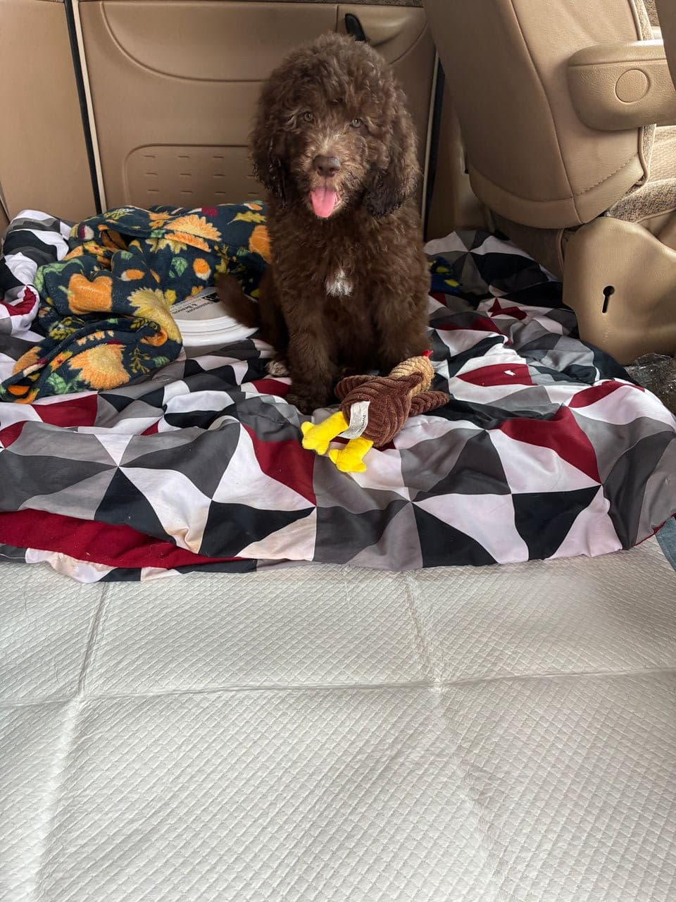 Pet travel photo 3