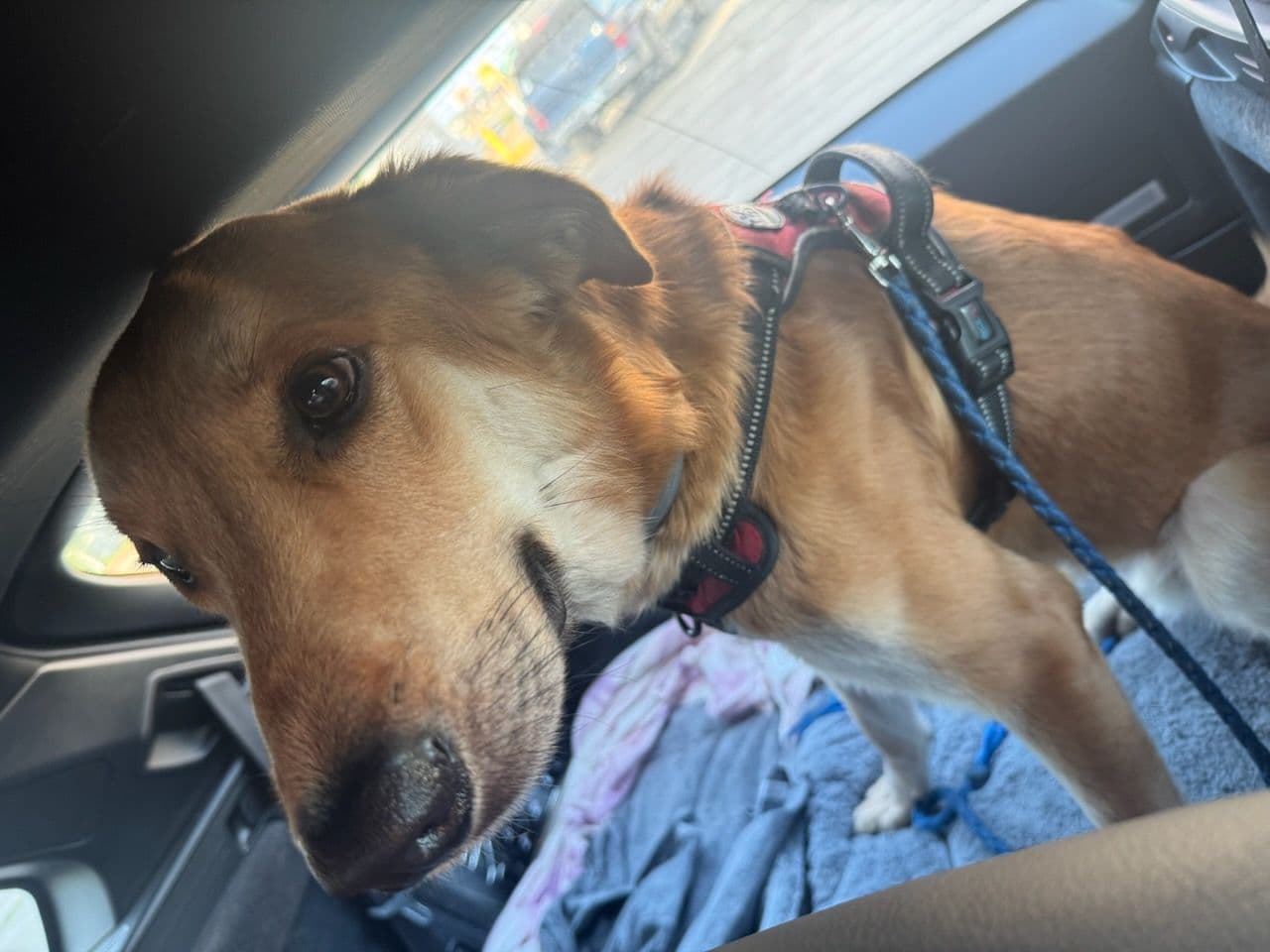 Pet travel photo 1