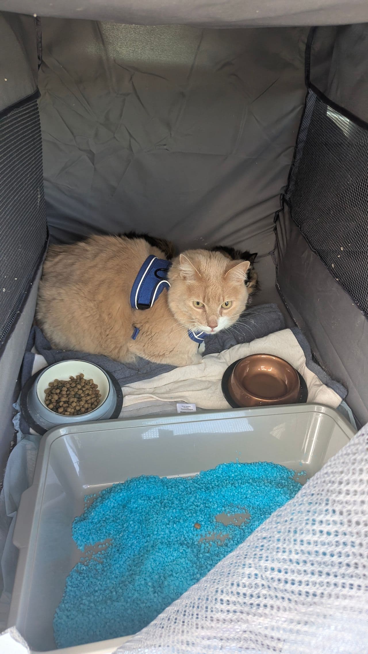 Pet travel photo 6