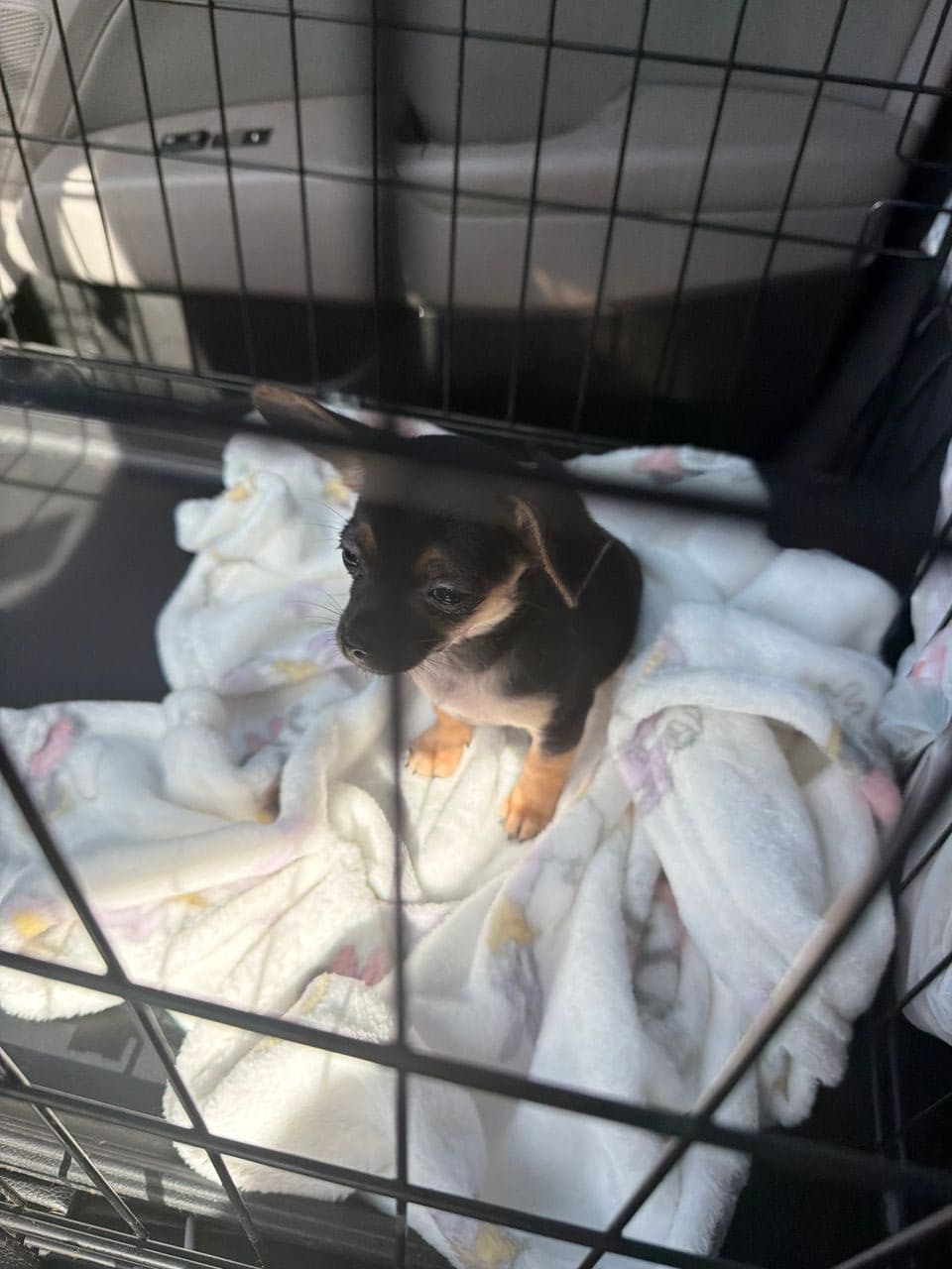 Pet travel photo 6
