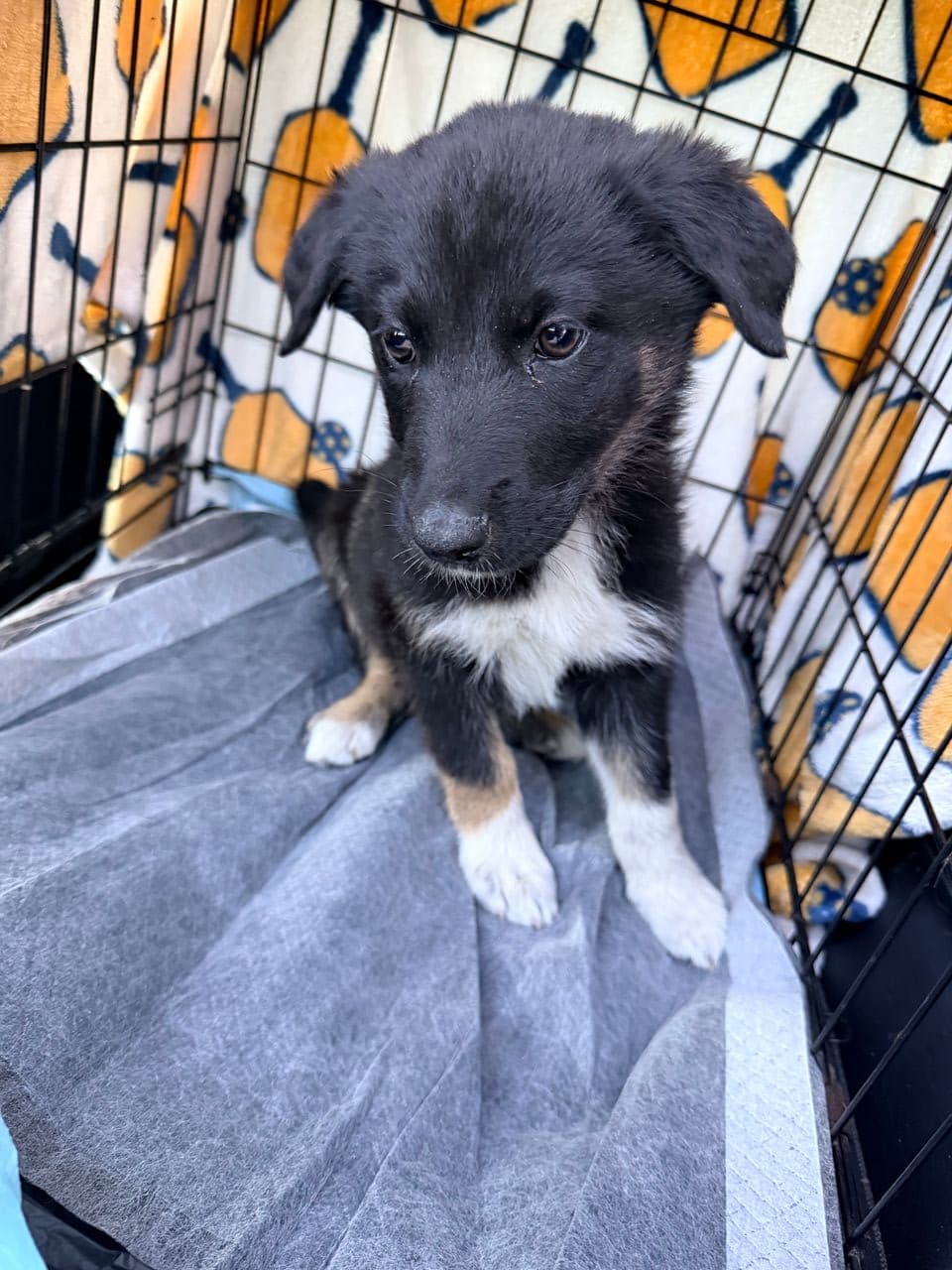 Pet travel photo 2