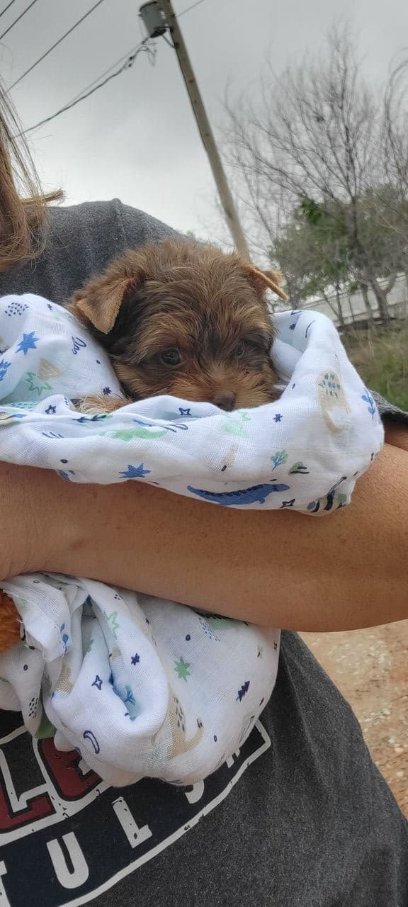Pet travel photo 3