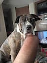 Calixte Pet Transport Services