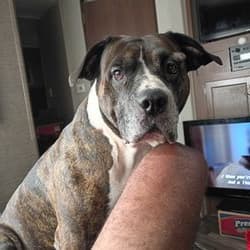Calixte Pet Transport Services