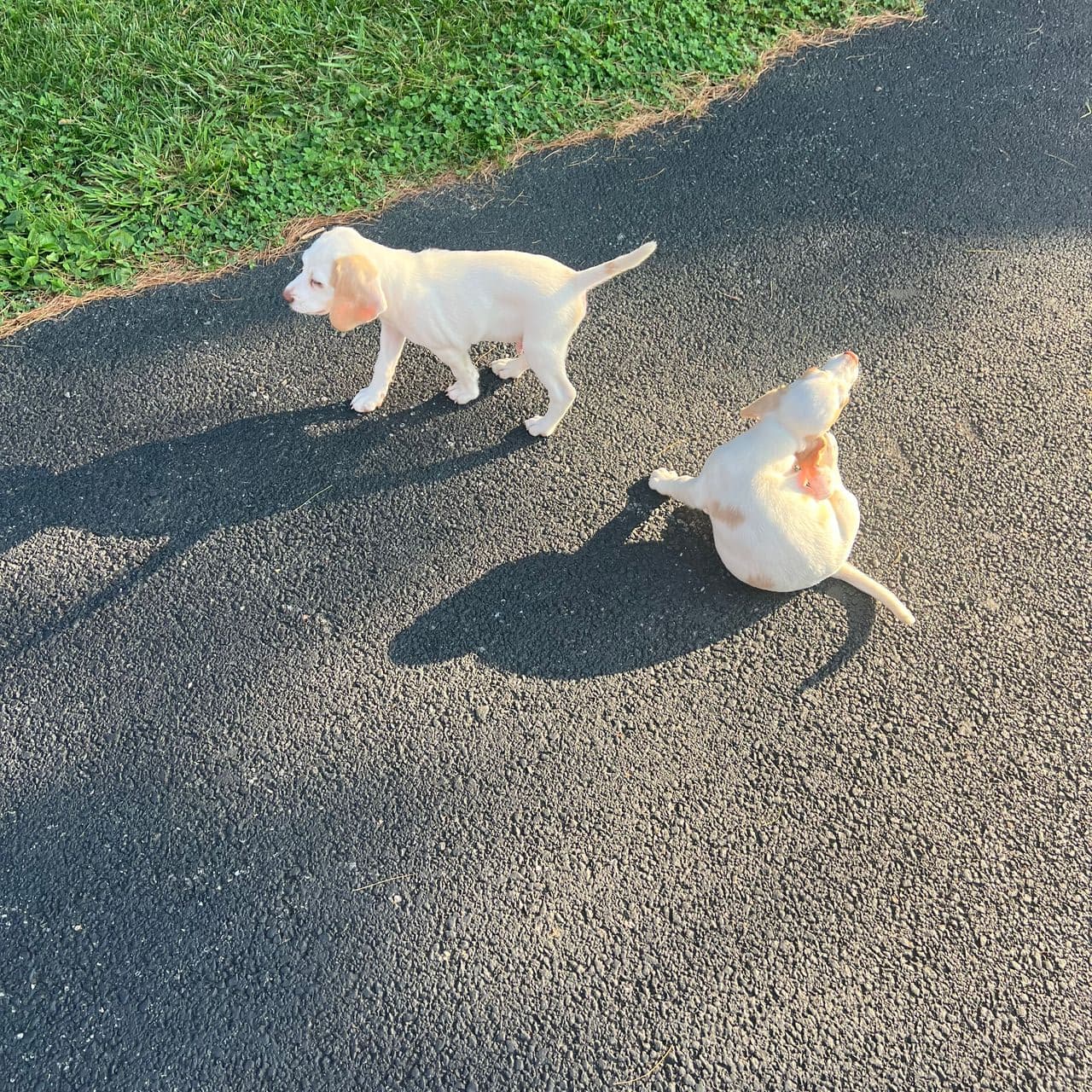 Pet travel photo 3