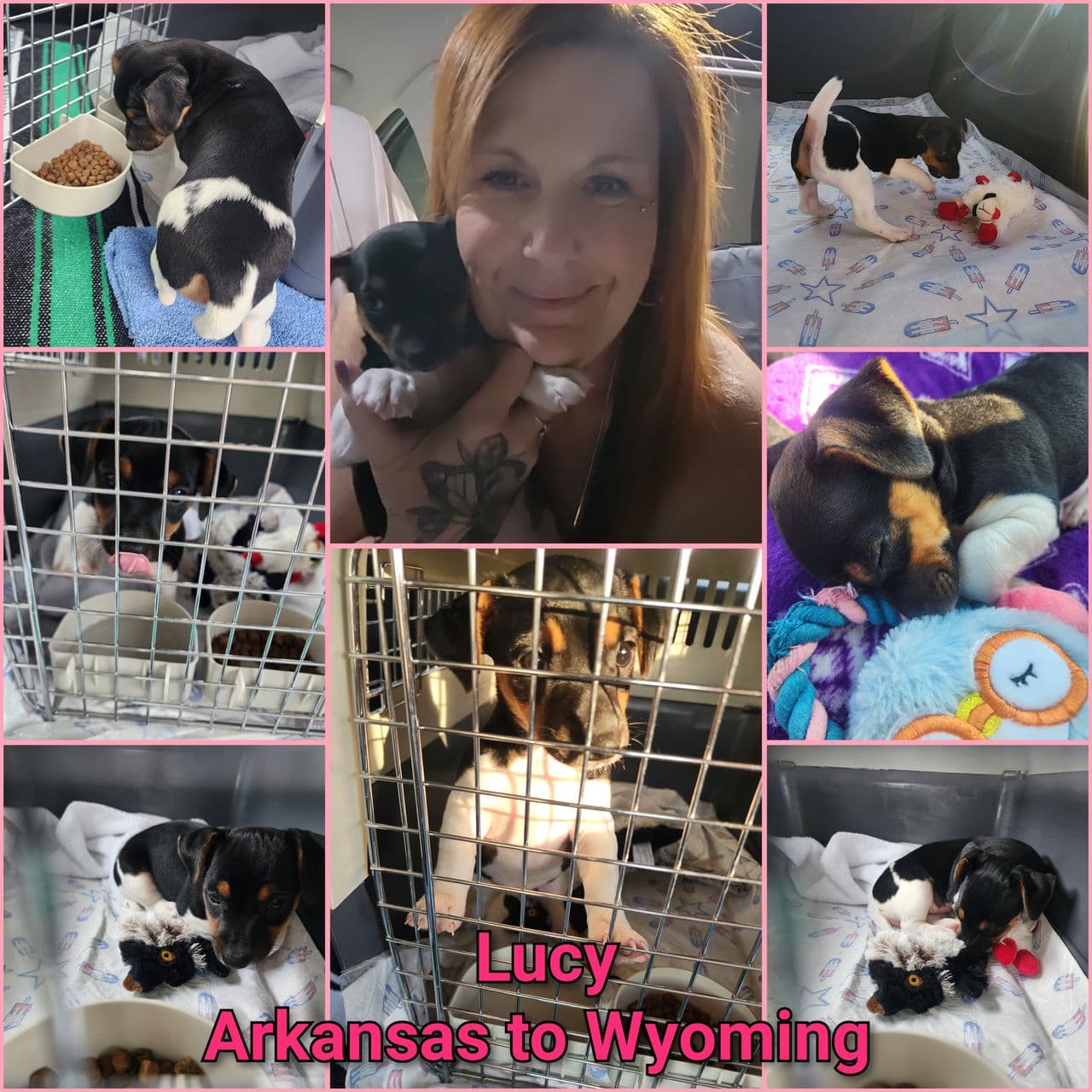 Pet travel photo 1