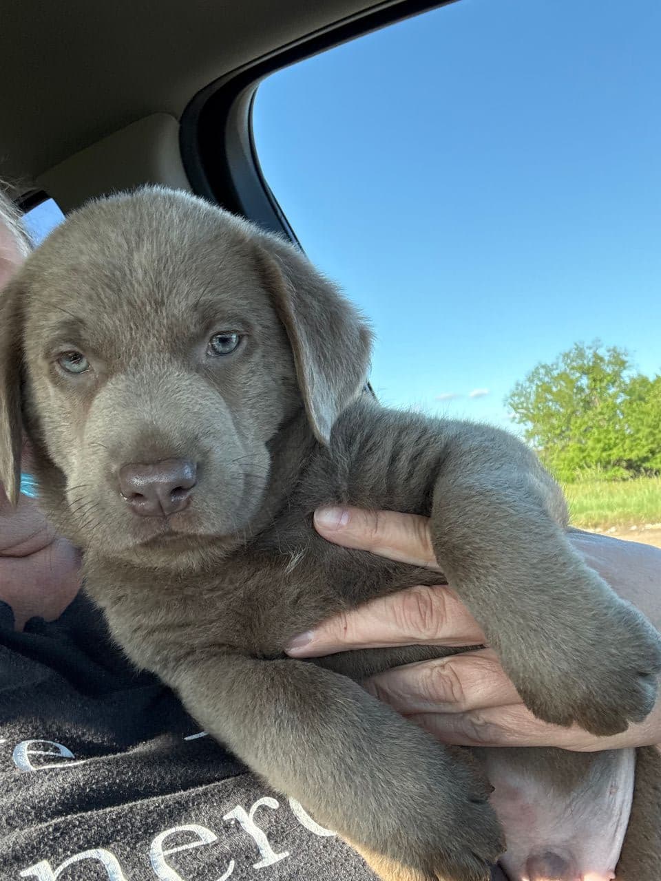 Pet travel photo 4