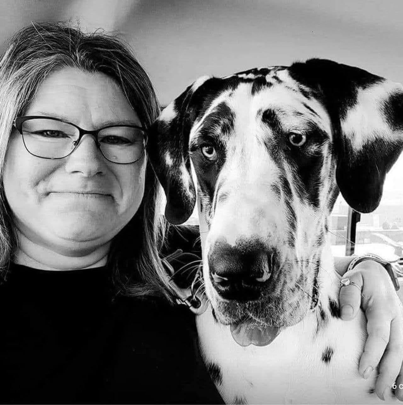 Pet travel photo 1