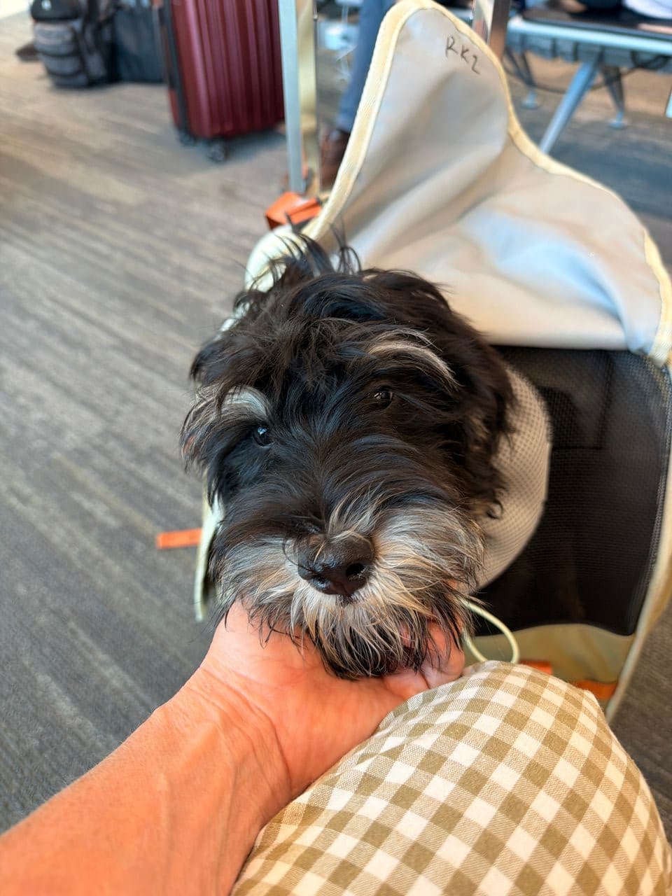 Pet travel photo 2