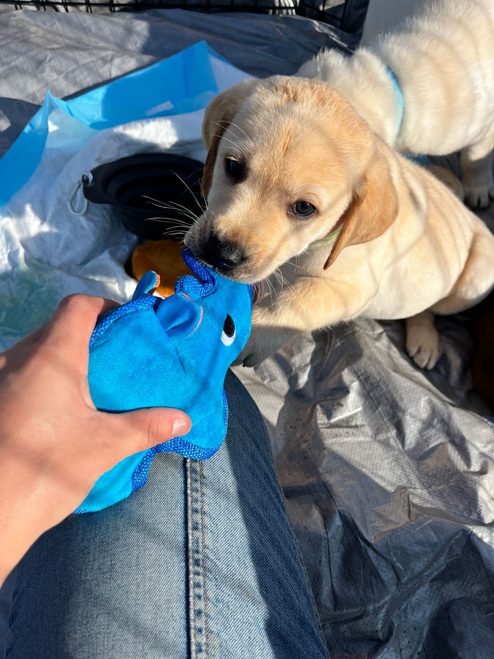 Pet travel photo 3