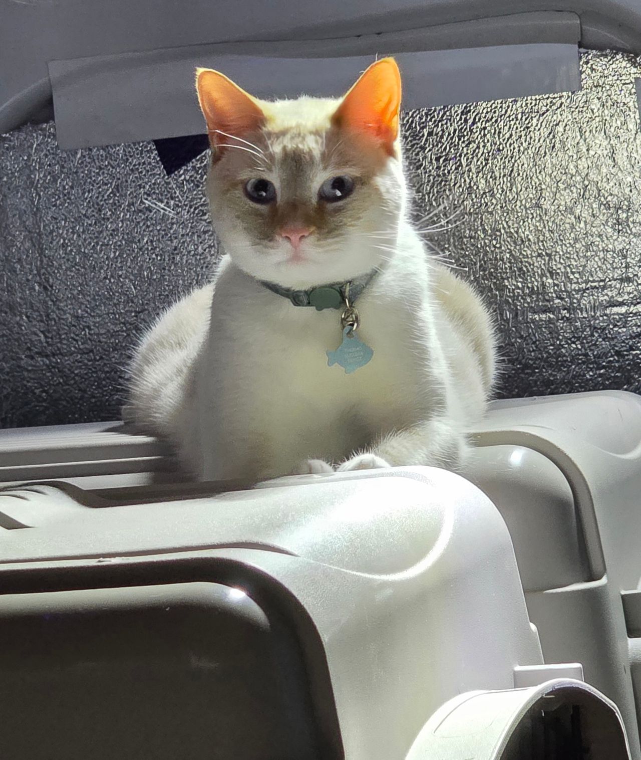 Pet travel photo 5