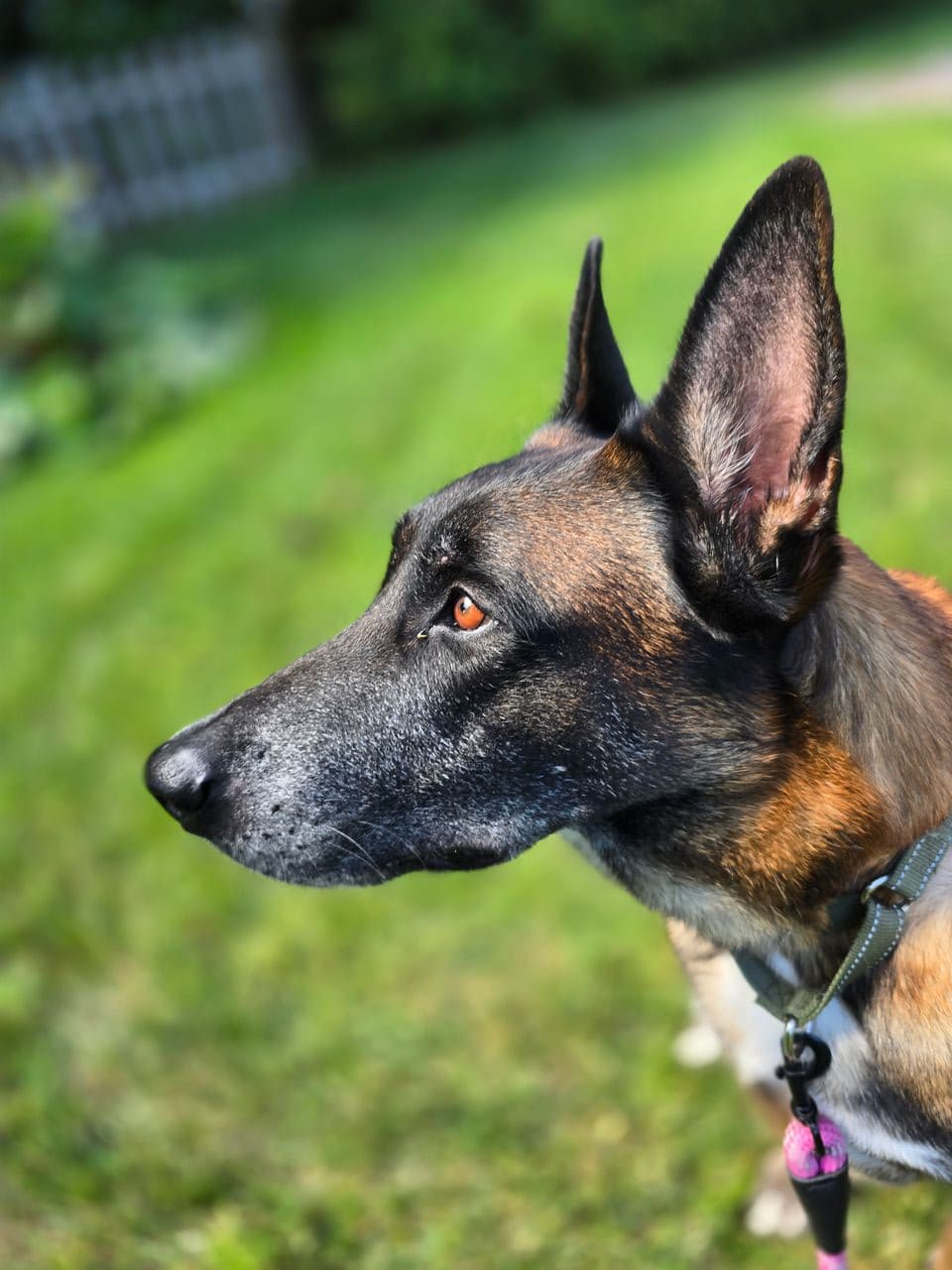 Pet travel photo 6