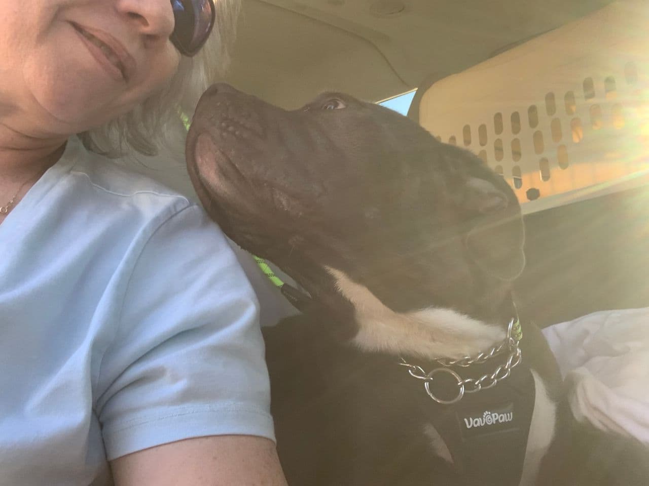 Pet travel photo 1