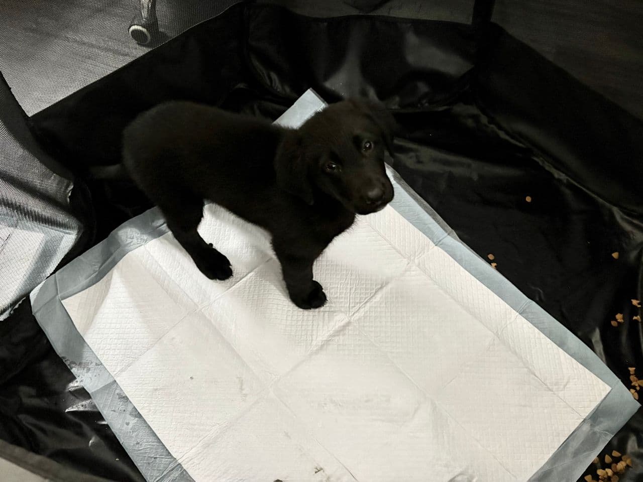 Pet travel photo 1