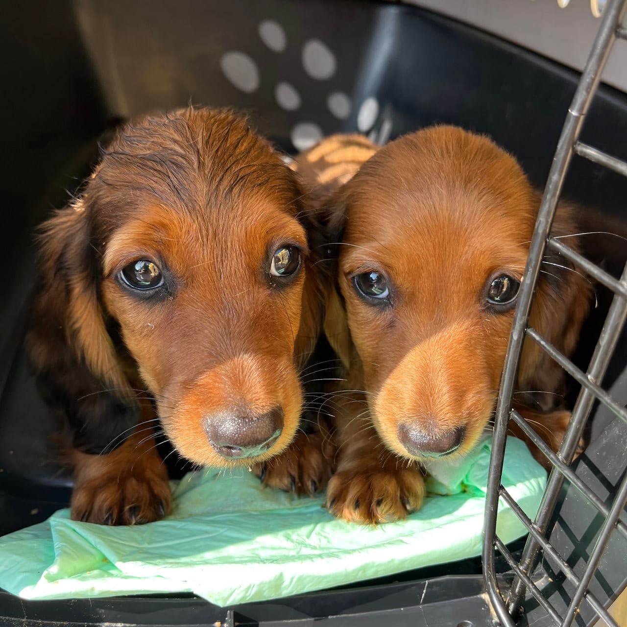 Pet travel photo 1