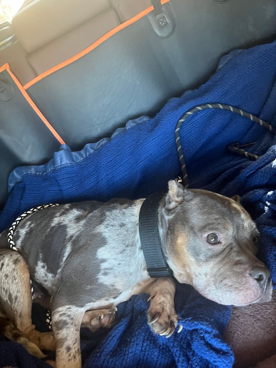 Pet travel photo 4