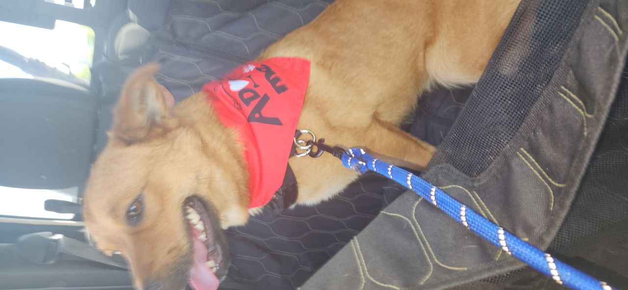 Pet travel photo 4