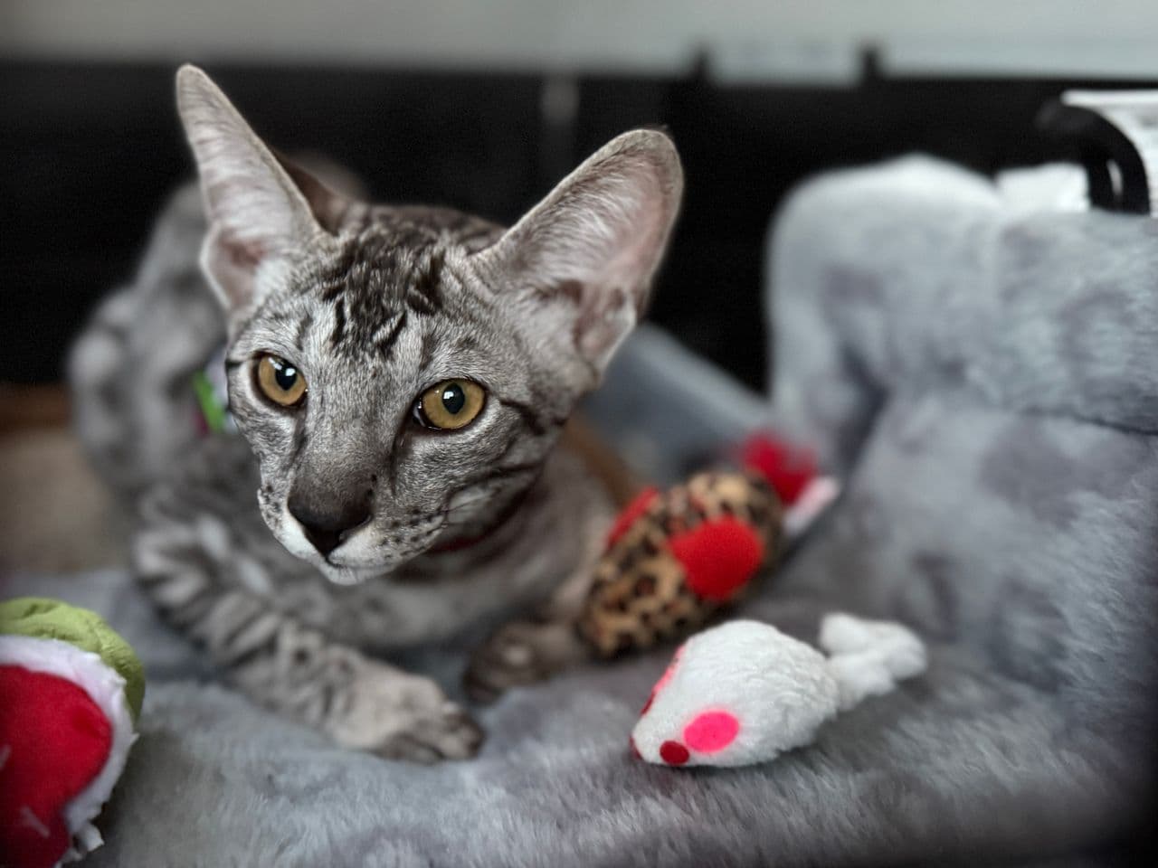 Pet travel photo 2