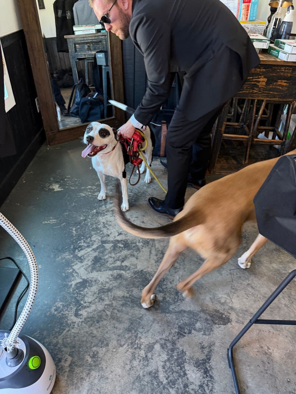 Pet travel photo 5
