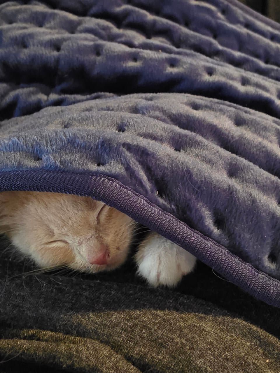 Pet travel photo 3