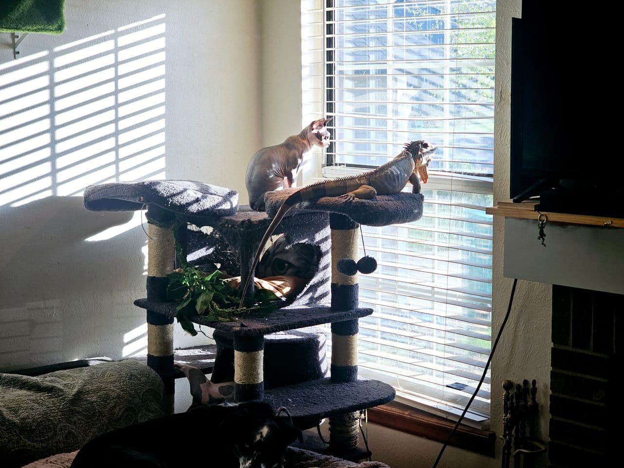 Pet travel photo 5