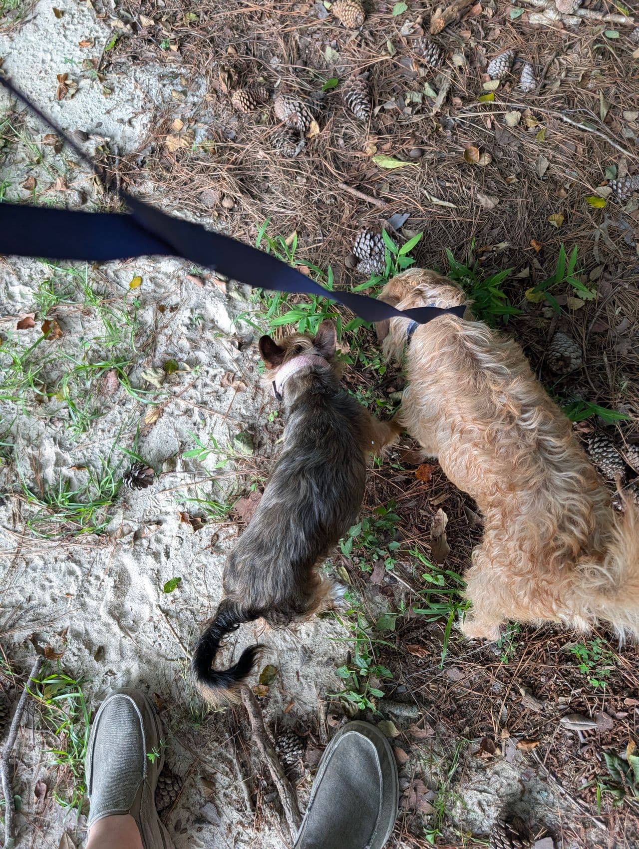 Pet travel photo 2