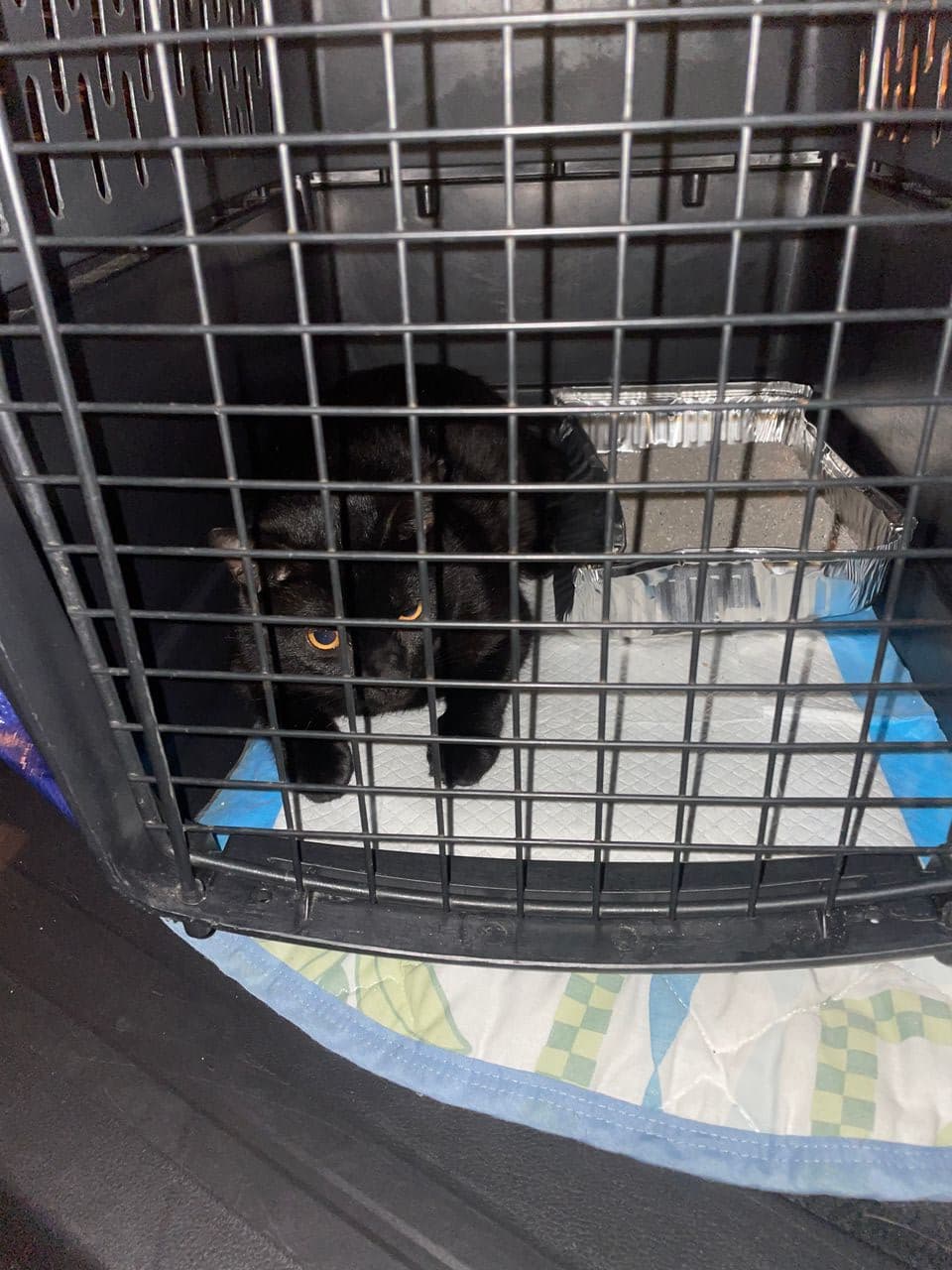 Pet travel photo 1