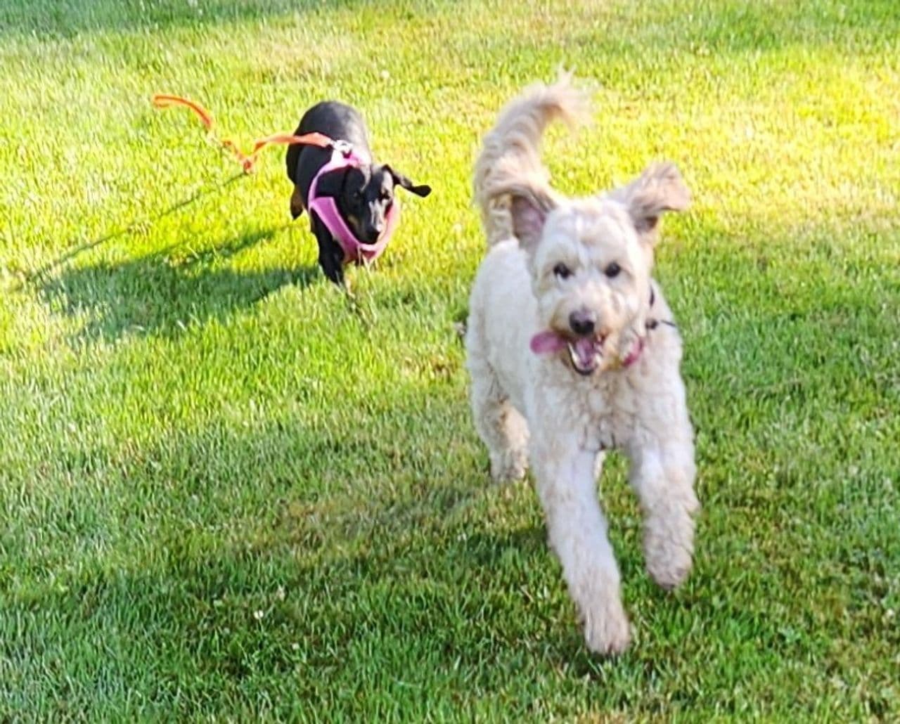 Pet travel photo 2