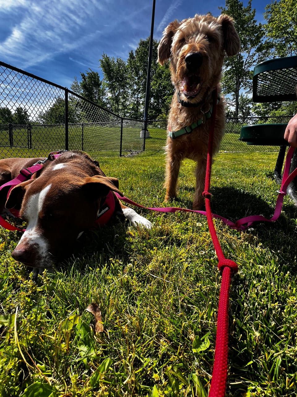 Pet travel photo 1