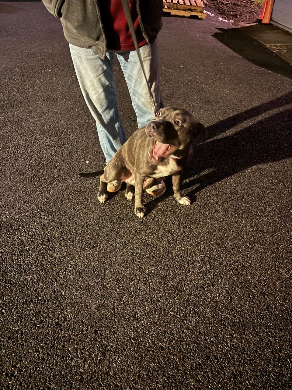 Pet travel photo 1