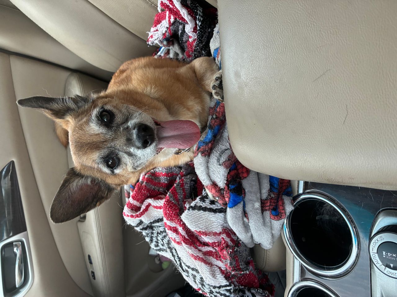 Pet travel photo 3