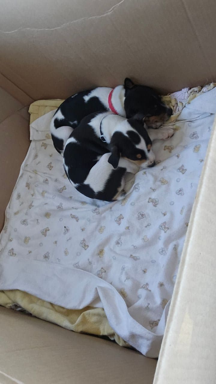 Pet travel photo 1