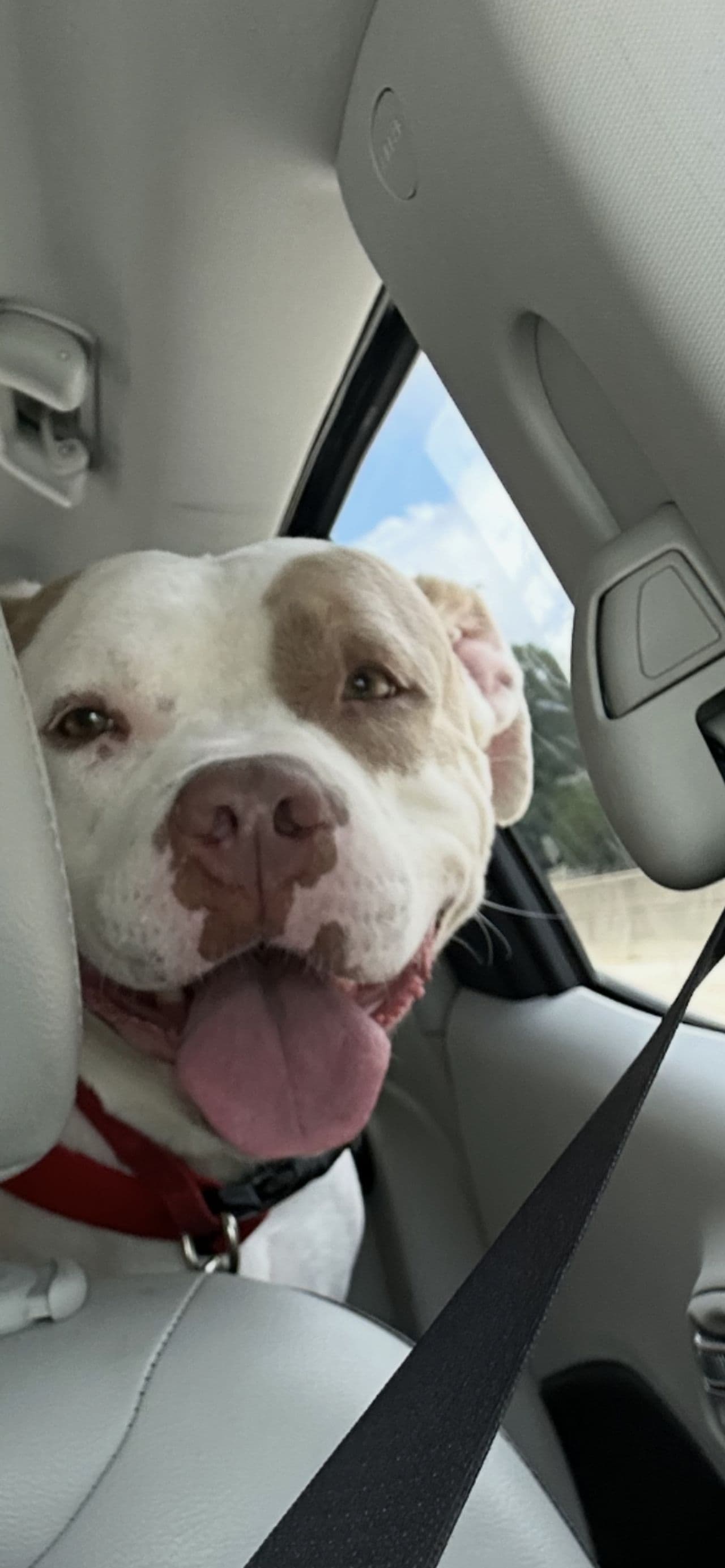 Pet travel photo 2