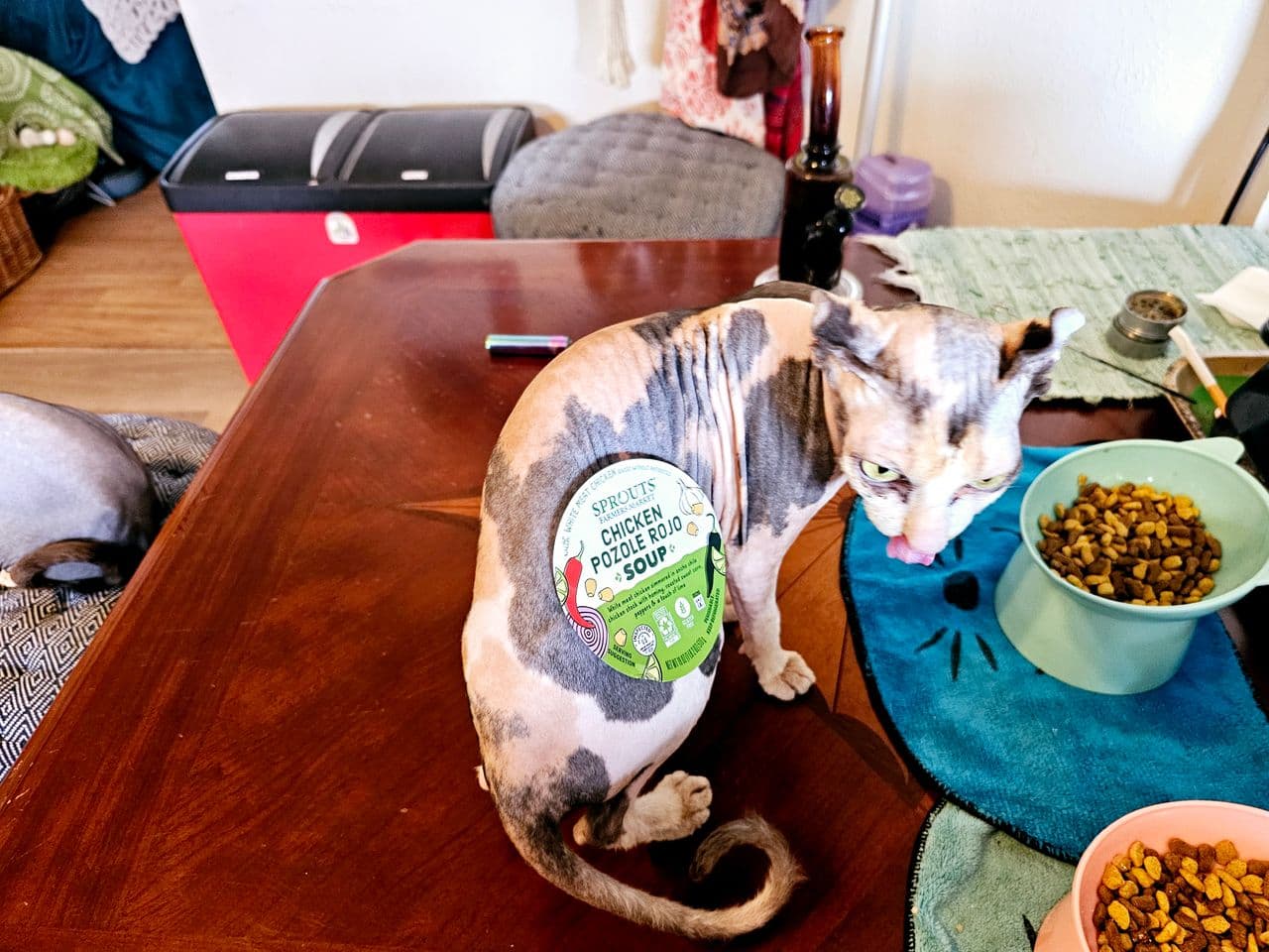 Pet travel photo 6