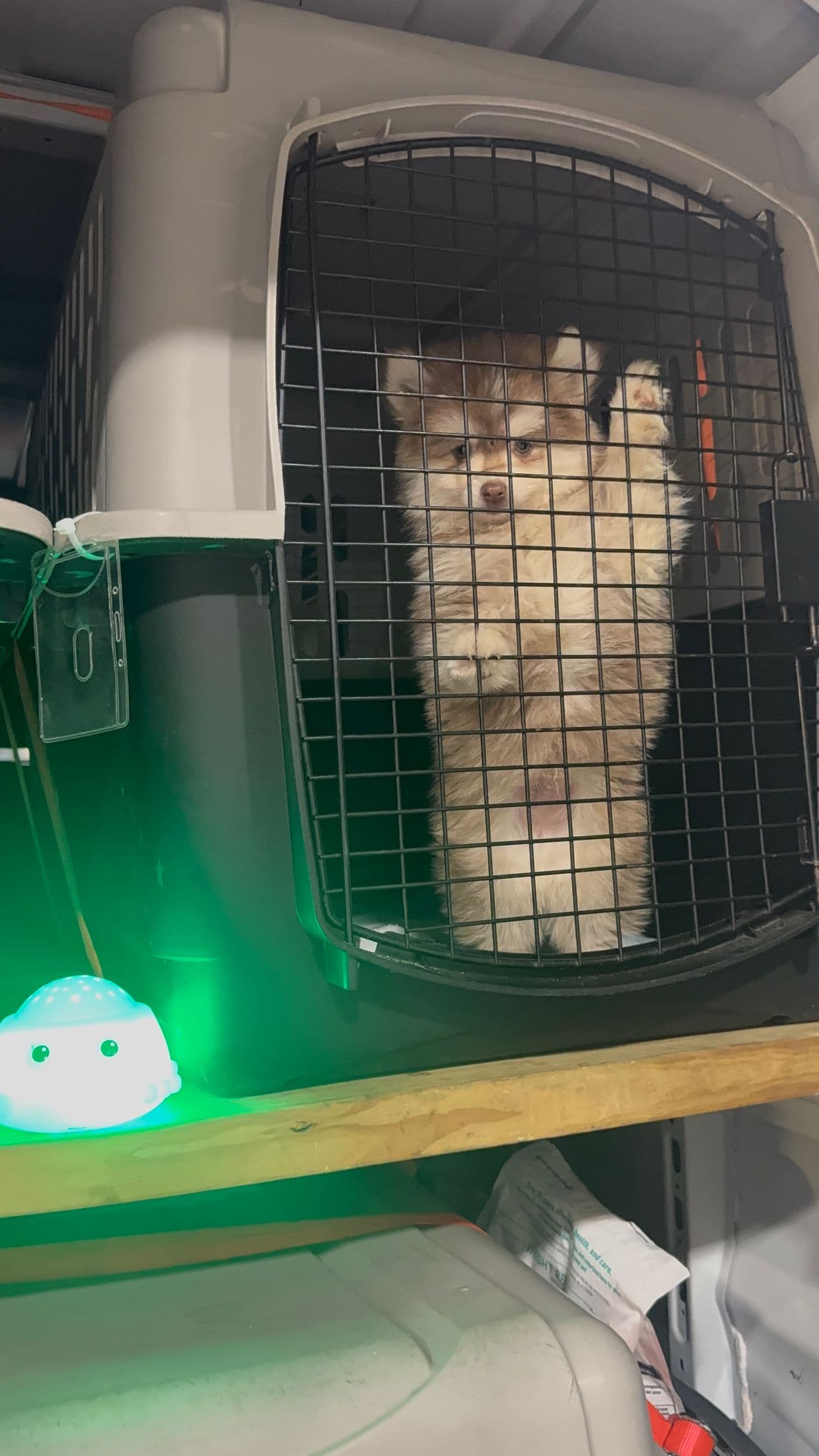 Pet travel photo 5
