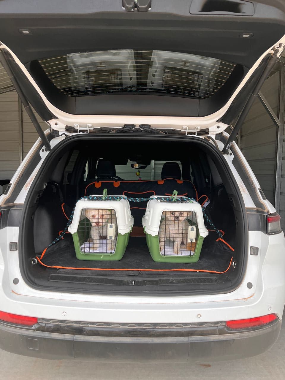 Pet travel photo 4