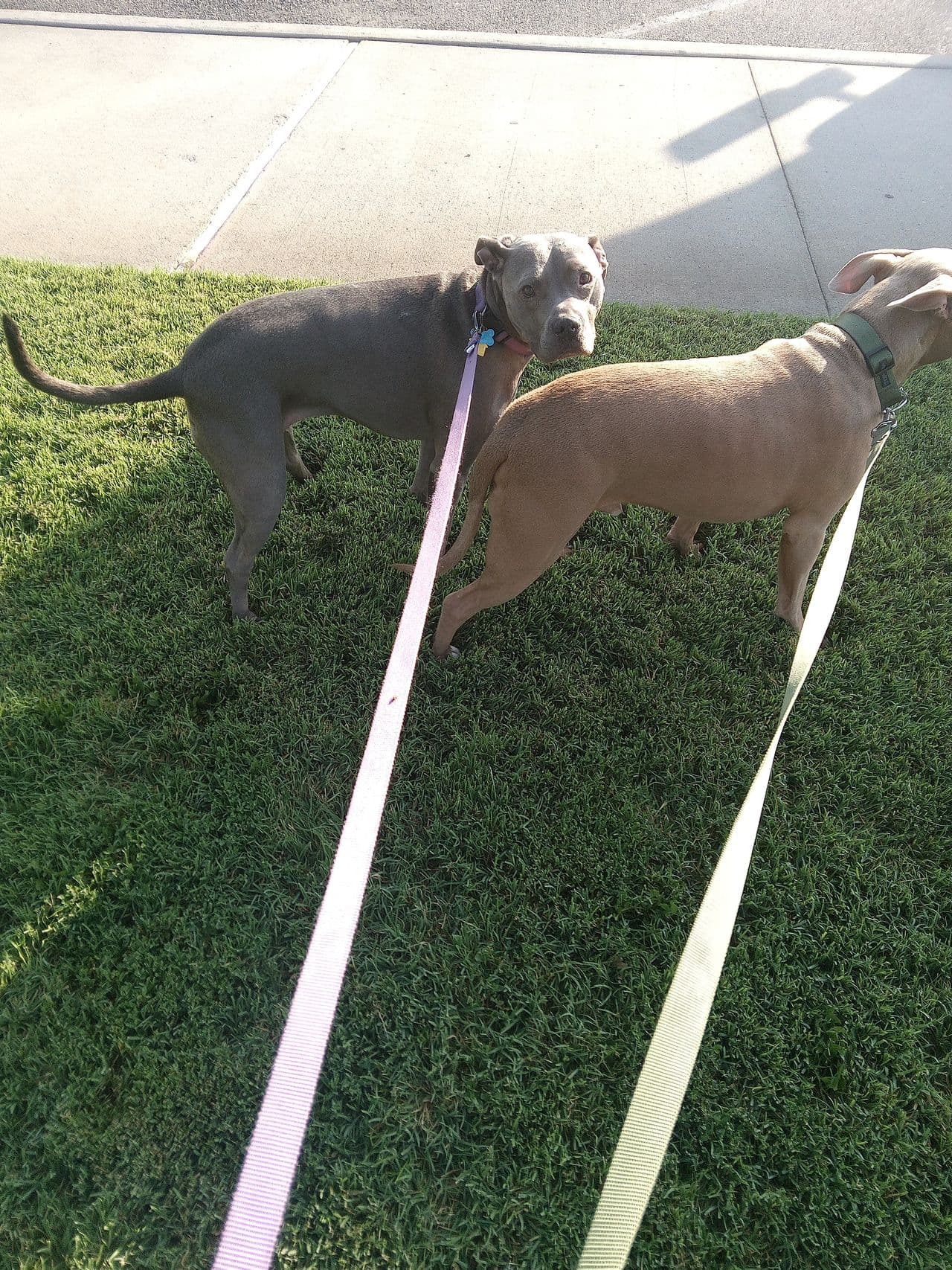 Pet travel photo 5
