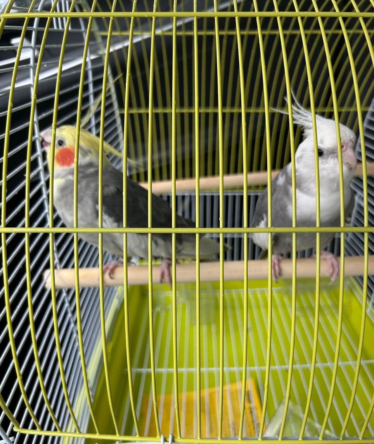 Pet travel photo 2