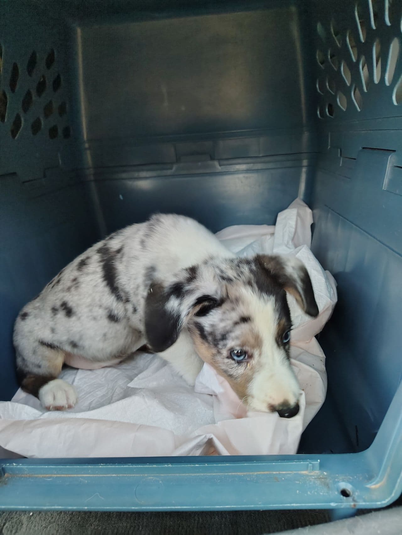 Pet travel photo 4
