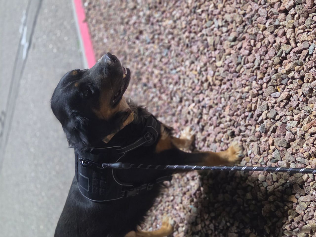 Pet travel photo 6